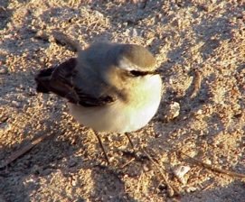 wheatear sp. by Jean-Yves PIEL (march 2000)/2