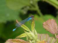 Naïade au corps vert (Erythromma viridulum)