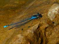 Naïade au corps vert (Erythromma viridulum)