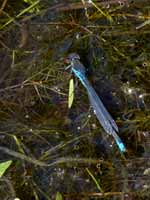 Naïade au corps vert (Erythromma viridulum)