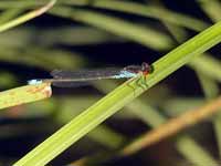 Naïade au corps vert (Erythromma viridulum)