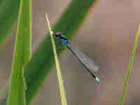 Naïade aux yeux rouges (Erythromma najas)