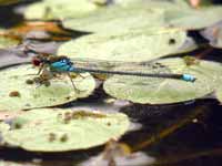 Naïade aux yeux rouges (Erythromma najas)