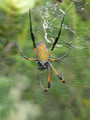 Néphile dorée Nephila inaurata