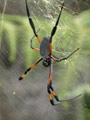 Néphile dorée Nephila inaurata