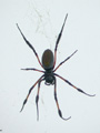 Néphile dorée Nephila inaurata