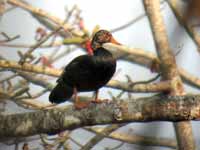 Nette à ailes blanches Asarcornis scutulata