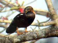 Nette à ailes blanches Asarcornis scutulata