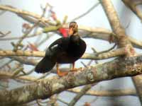 Nette à ailes blanches Asarcornis scutulata