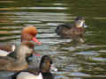 Nette rousse Netta rufina