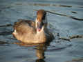 Nette rousse Netta rufina