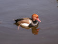 Nette rousse Netta rufina