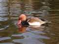 Nette rousse Netta rufina