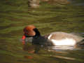 Nette rousse Netta rufina