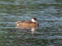 Nette rousse Netta rufina