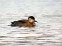 Nette rousse Netta rufina