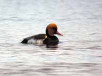 Nette rousse Netta rufina