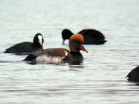 Nette rousse Netta rufina