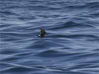 Océanite tempête Hydrobates pelagicus