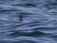 Océanite tempête Hydrobates pelagicus