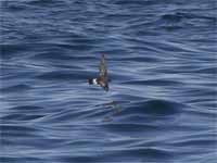 Océanite tempête Hydrobates pelagicus