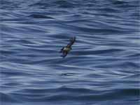 Océanite tempête Hydrobates pelagicus