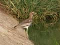 Œdicnème du Sénégal Burhinus senegalensis