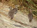 Œdicnème du Sénégal Burhinus senegalensis