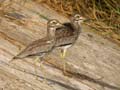 Œdicnème du Sénégal Burhinus senegalensis