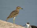 Œdicnème du Sénégal Burhinus senegalensis