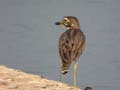 Œdicnème du Sénégal Burhinus senegalensis