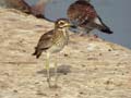 Œdicnème du Sénégal Burhinus senegalensis