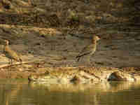 Œdicnème du Sénégal Burhinus senegalensis