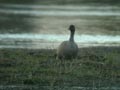 Oie à bec court Anser brachyrhynchus