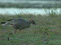 Oie à bec court Anser brachyrhynchus