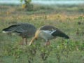 Oie à bec court Anser brachyrhynchus