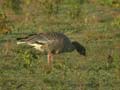 Oie à bec court Anser brachyrhynchus