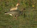 Oie à bec court Anser brachyrhynchus