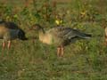 Oie à bec court Anser brachyrhynchus