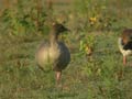 Oie à bec court Anser brachyrhynchus