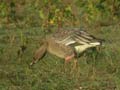 Oie à bec court Anser brachyrhynchus