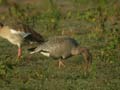 Oie à bec court Anser brachyrhynchus