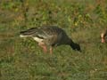 Oie à bec court Anser brachyrhynchus