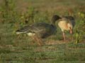 Oie à bec court Anser brachyrhynchus