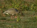 Oie à bec court Anser brachyrhynchus