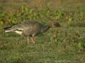 Oie à bec court Anser brachyrhynchus