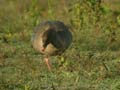 Oie à bec court Anser brachyrhynchus