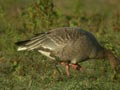 Oie à bec court Anser brachyrhynchus