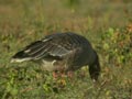 Oie à bec court Anser brachyrhynchus