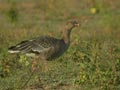 Oie à bec court Anser brachyrhynchus